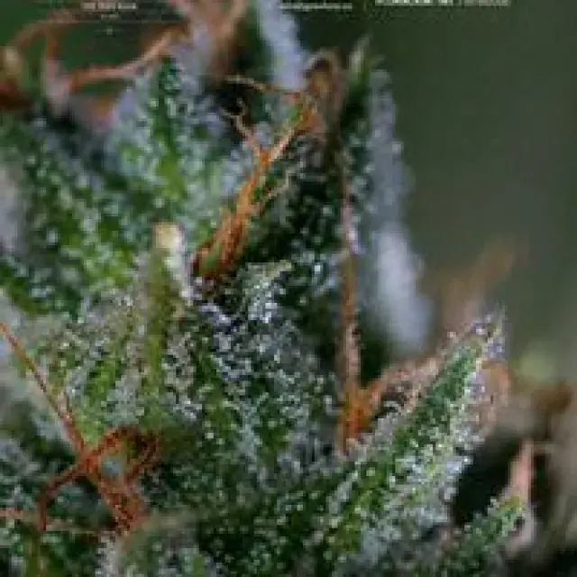 Medicritical Feminised Cannabis Seeds
