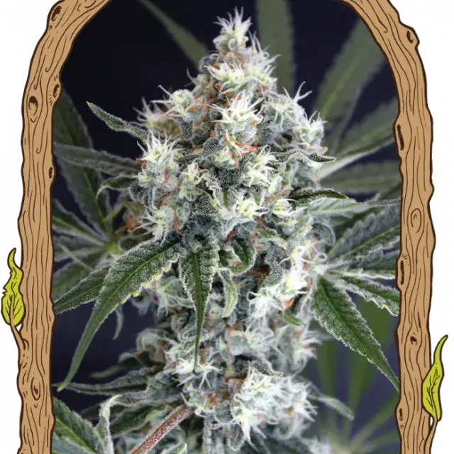 Medxotic Pure CBD Feminised Cannabis Seeds | Exotic Seeds