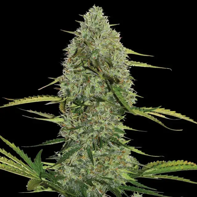 Mega Power Plant Auto Feminised Cannabis Seeds | Spliff Seeds 