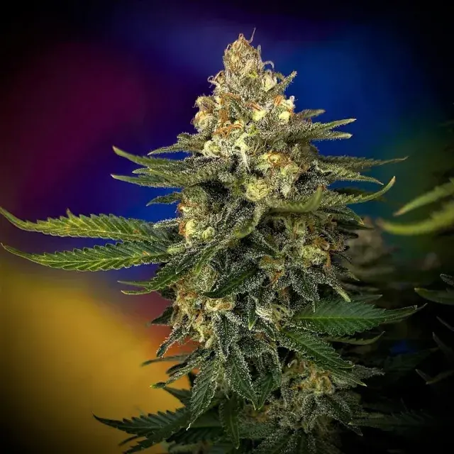 Megaton Mass Feminised Cannabis Seeds | Critical Mass Collective Seeds