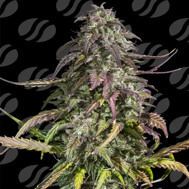 Melon Mosh Auto Feminised Cannabis Seeds | Original Sensible Seeds.