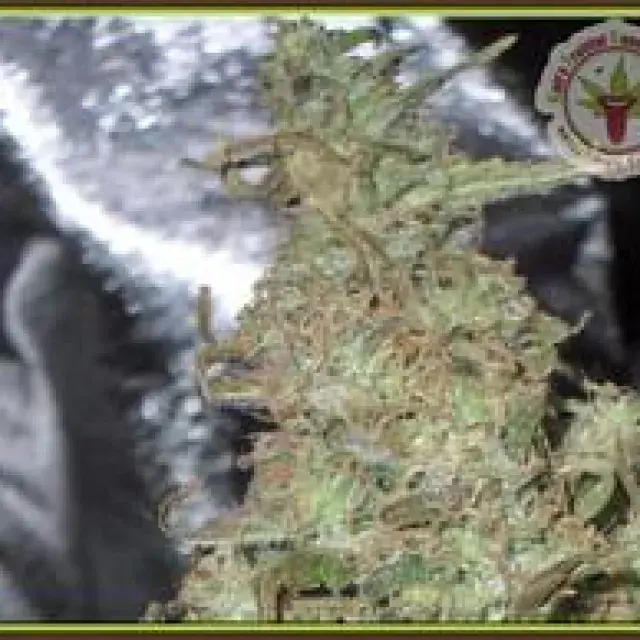 Melon Kali Feminised Cannabis Seeds (Kali's Fruitful Range) | Dr Krippling 