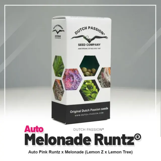 Melonade Runtz Auto Feminised Cannabis Seeds | Dutch Passion 