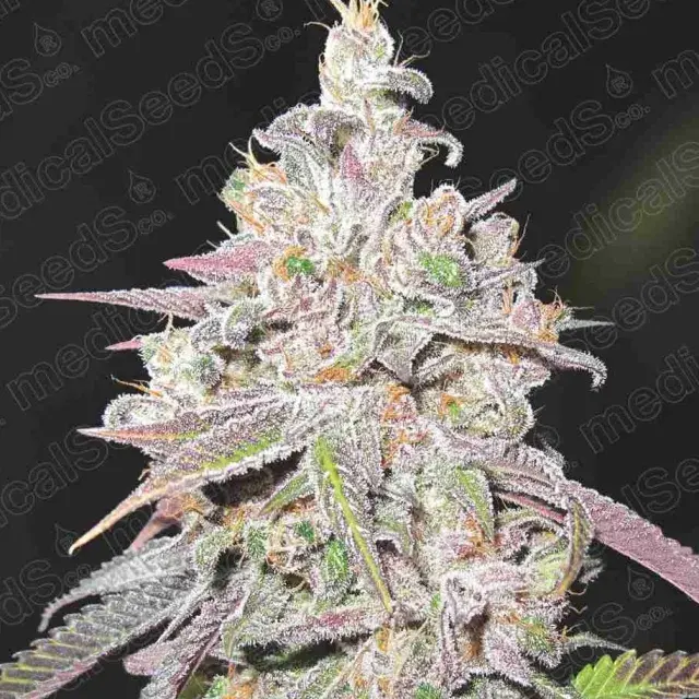 Mendocino Chanel Kush Feminised Cannabis Seeds | Medical Seeds