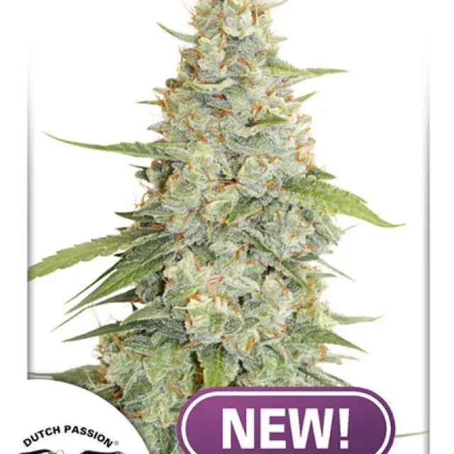Meringue Feminised Cannabis Seeds | Dutch Passion 