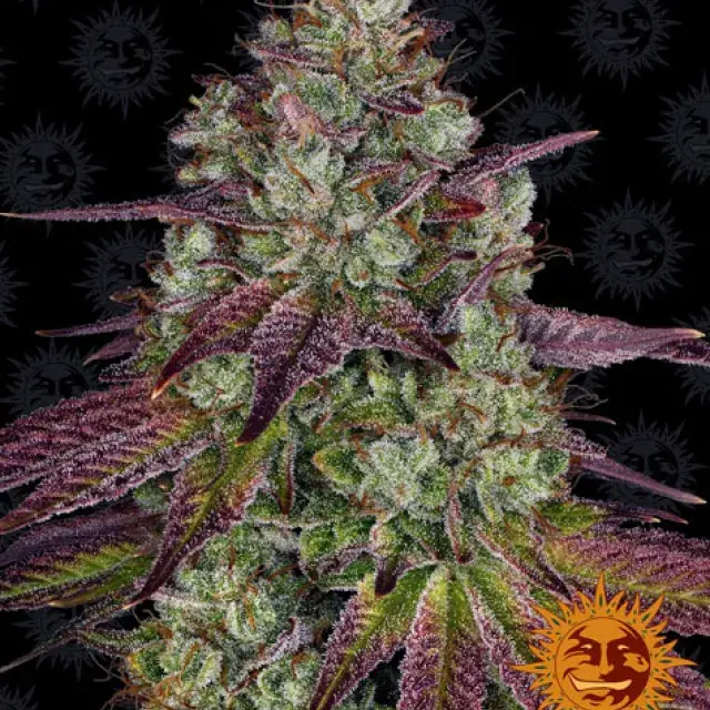 Mimosa EVO Feminised Cannabis Seeds | Barney's Farm