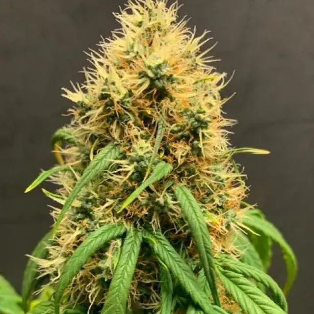 Mimosa Auto - Tastebudz - Discount Cannabis Seeds