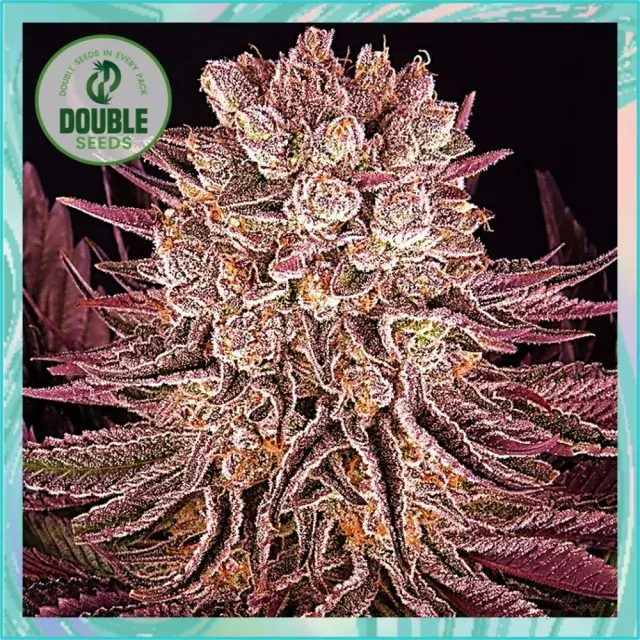 Mimosa x Orange Punch - Double Seeds