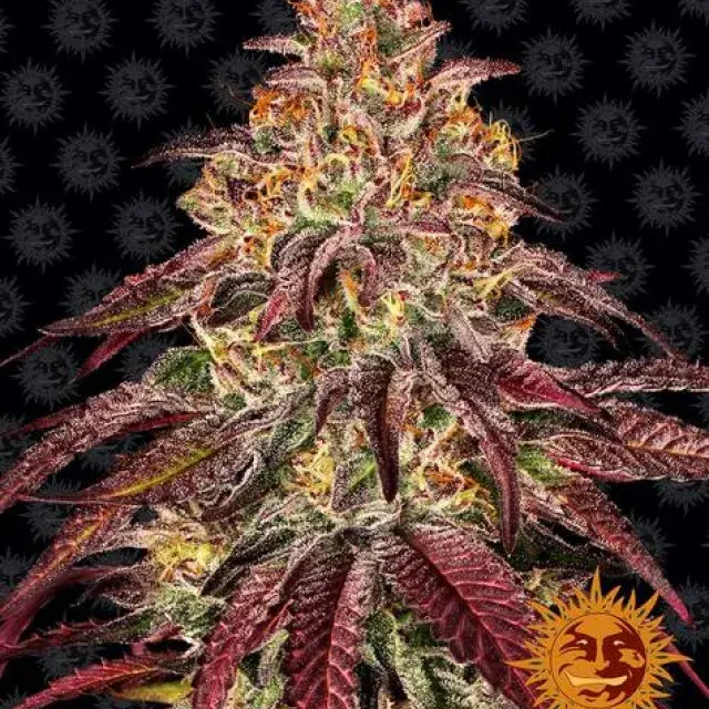 Mimosa x Orange Punch Auto Feminised Cannabis Seeds | Barney's Farm 