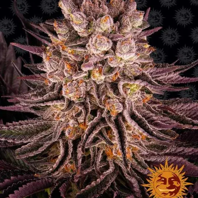 Mimosa x Orange Punch Feminised Cannabis Seeds | Barney's Farm 