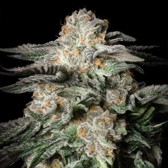 Mint Candy Cannabis Seeds - Silent Seeds.