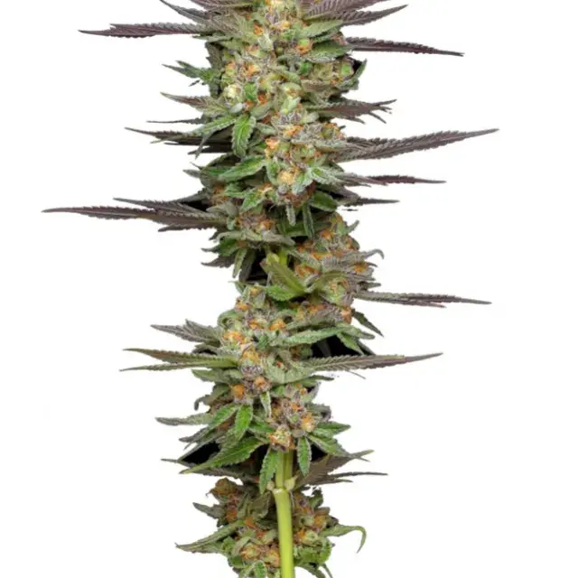 Mint Jelly Auto Feminised Cannabis Seeds - Humboldt Seed Company