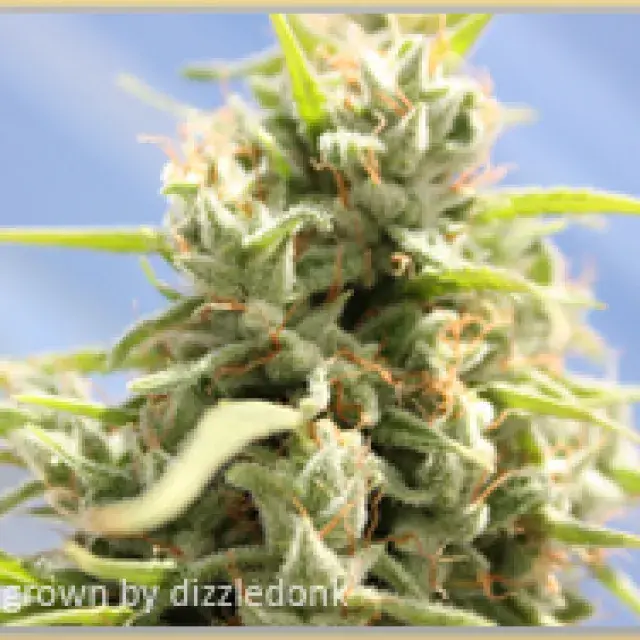 Gage Green Miss Colombia Cannabis Seeds