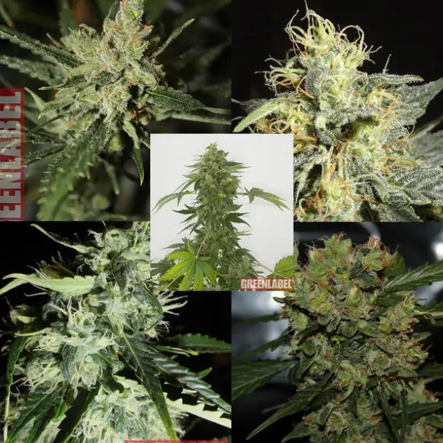 Mix Pack Auto 2.0 Feminised Cannabis Seeds | GreenLabel Seeds