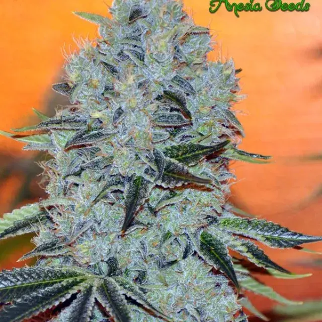 Mob Boss Feminised Cannabis Seeds - Anesia Seeds