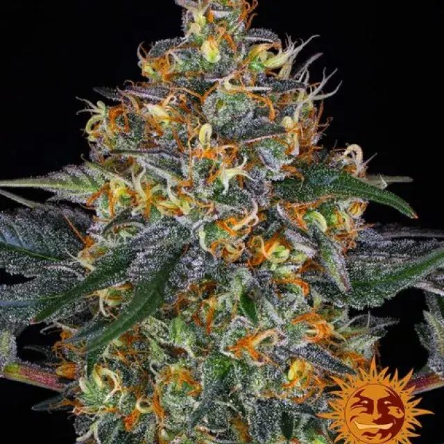 Moby Dick Auto Feminised Cannabis Seeds | Barney's Farm
