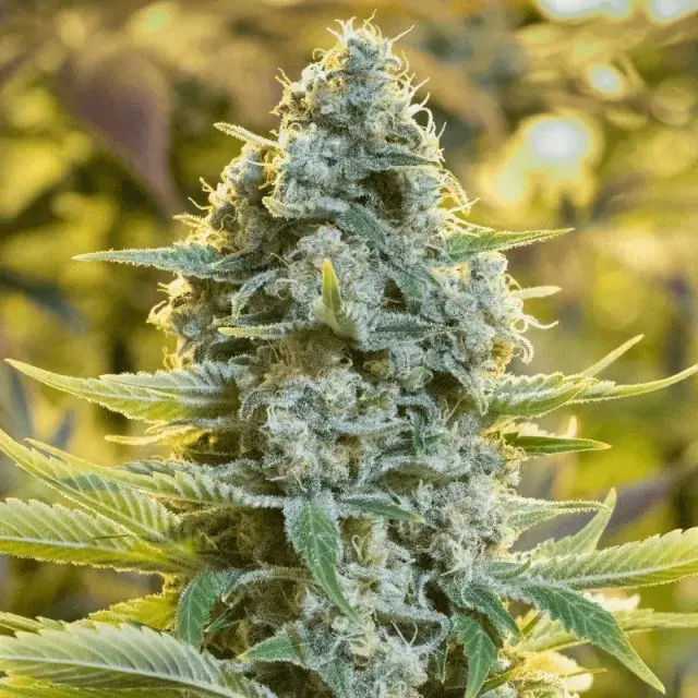 Moby Dick Cannabis Seeds - Silent Seeds.