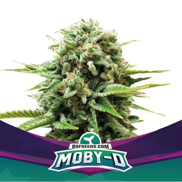 Moby D Feminised Cannabis Seeds - BSF Seeds Feminised Cannabis Seeds - BSF Seeds