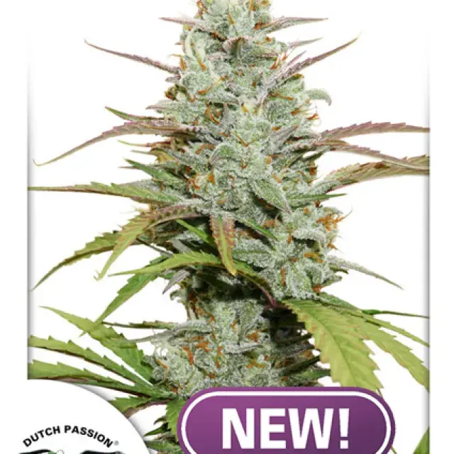 Mokum's Tulip Feminised Cannabis Seeds - Dutch Passion