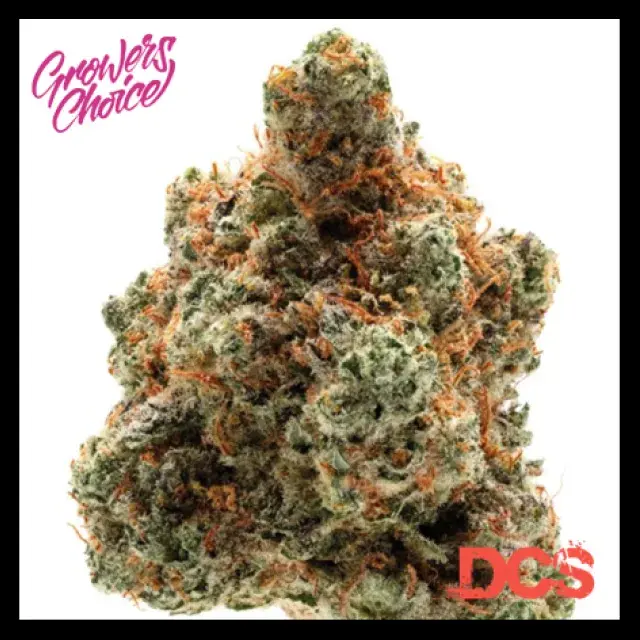 Monkey Glue Auto Feminised Cannabis Seeds - Growers Choice