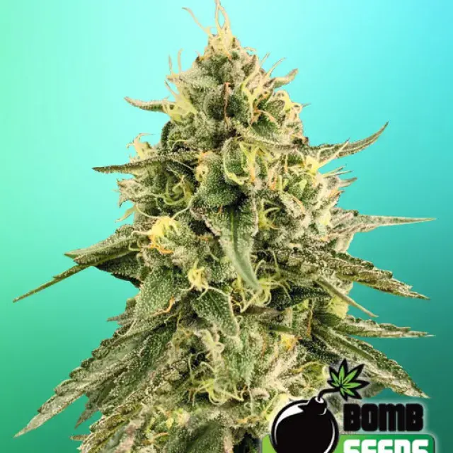 Monkey Bomb Feminised Cannabis Seeds | Bomb Seeds 