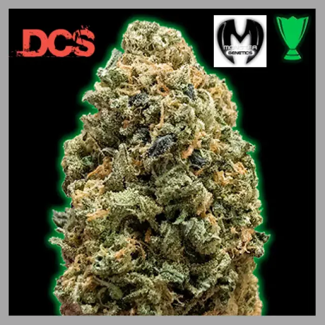 Monster Bruce Banner Feminised Cannabis Seeds | Monster Genetics