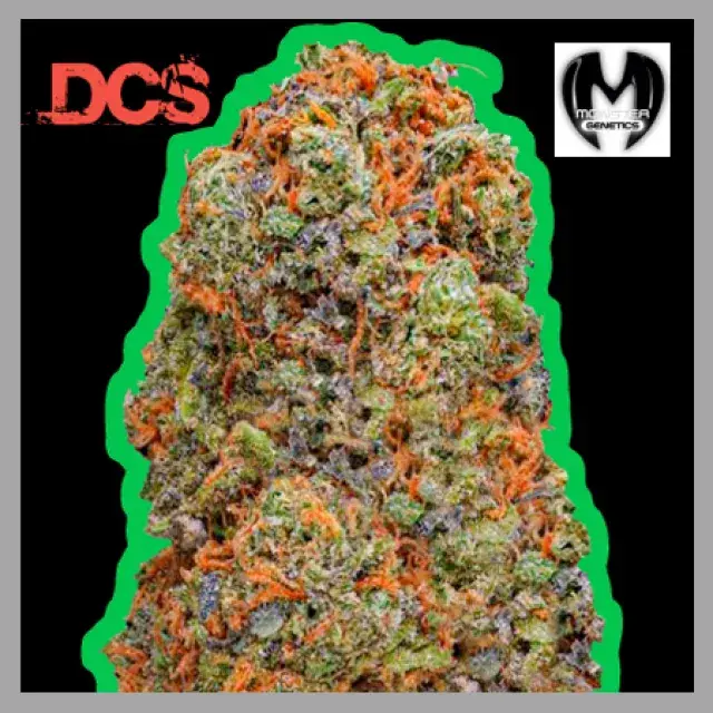 Monster Gelato Feminised Cannabis Seeds | Monster Genetics