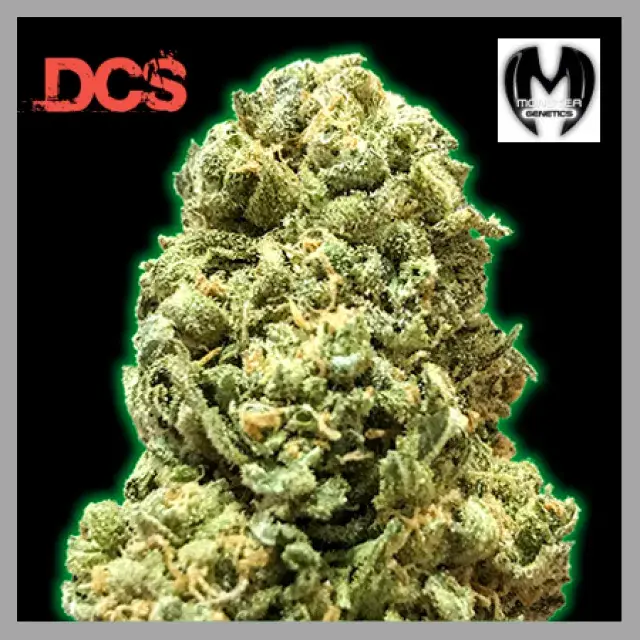 Monster Girl Scout Cookies Feminised Cannabis Seeds | Monster Genetics