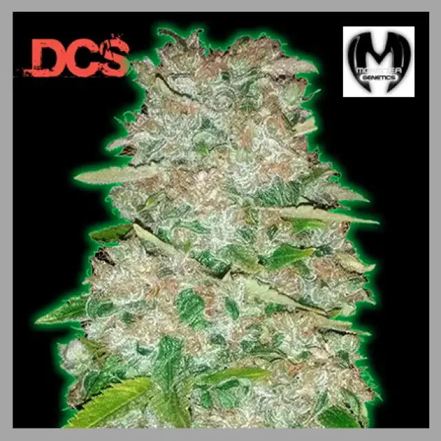 Monster Gorilla Glue Feminised Cannabis Seeds | Monster Genetics