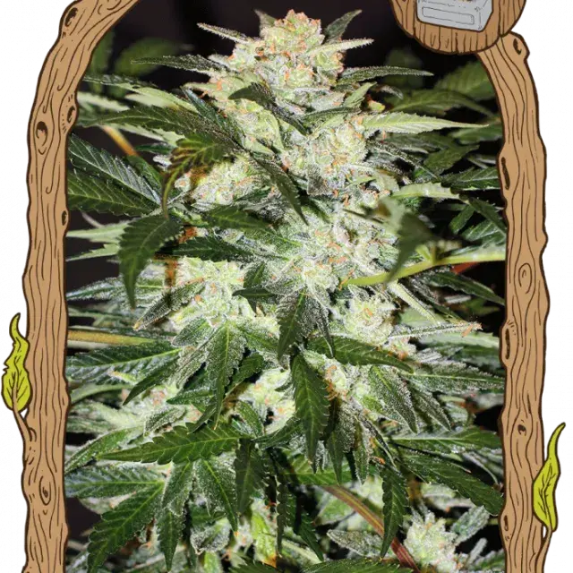 Monster Mash Auto Feminised Cannabis Seeds | Exotic Seeds