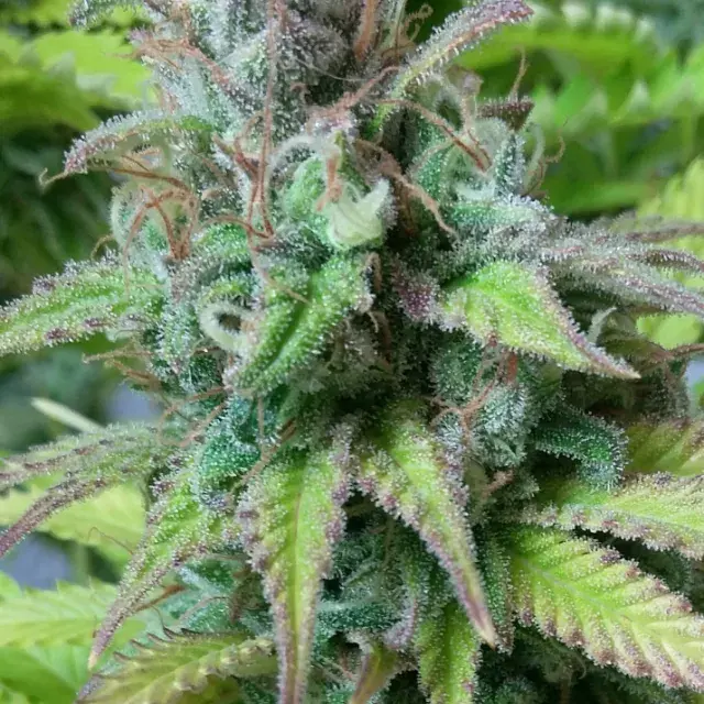 Monster Mass Feminised Cannabis Seeds | Critical Mass Collective Seeds