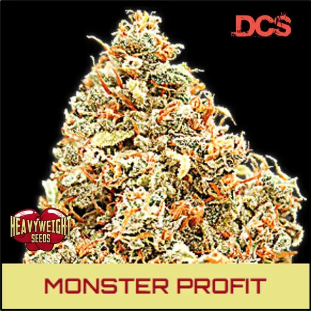 Monster Profit Feminised Cannabis Seeds | Heavyweight Seeds