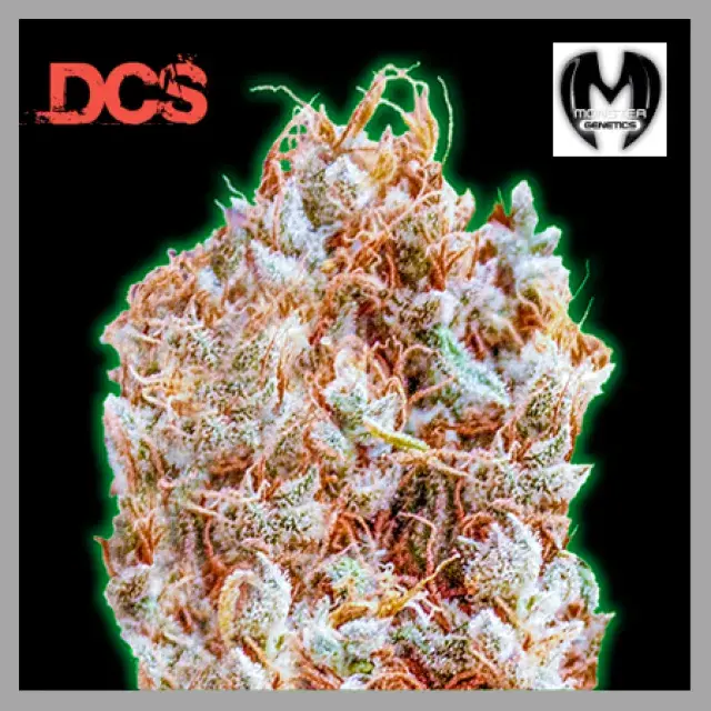 Monster Zkittles Feminised Cannabis Seeds | Monster Genetics