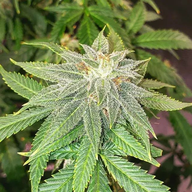 Moon Fruit Feminised Cannabis Seeds | Top Shelf Elite