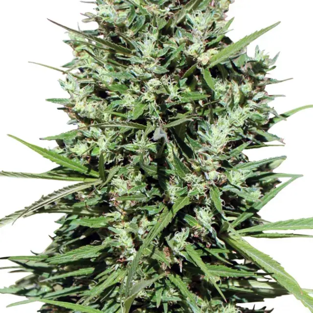 Morocco Beldia Kif Feminised Cannabis Seeds | Ace Seeds