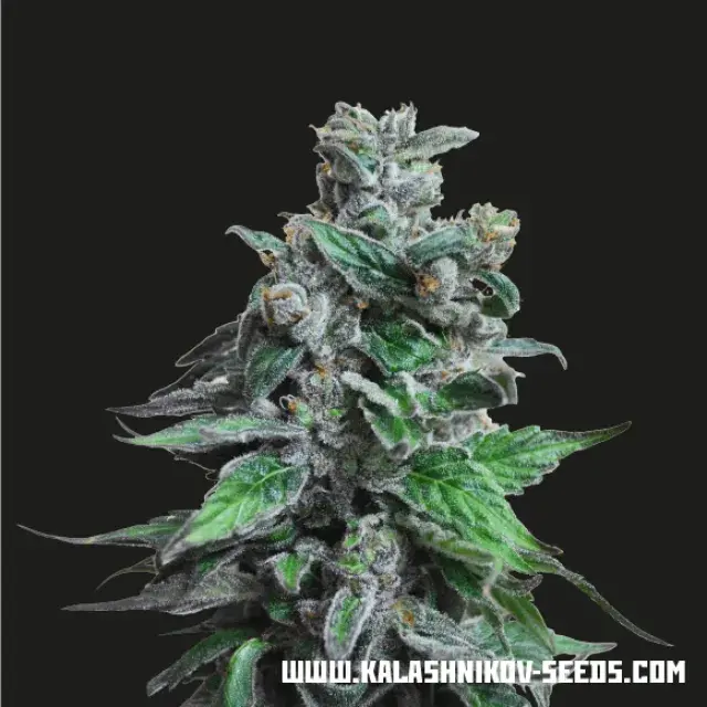 Moscow Blueberry Feminised Cannabis Seeds | Kalashnikov Seeds