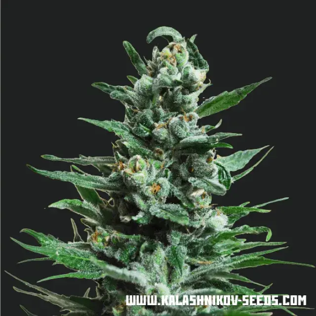 Moscow Blueberry Auto Feminised Cannabis Seeds | Kalashnikov Seeds