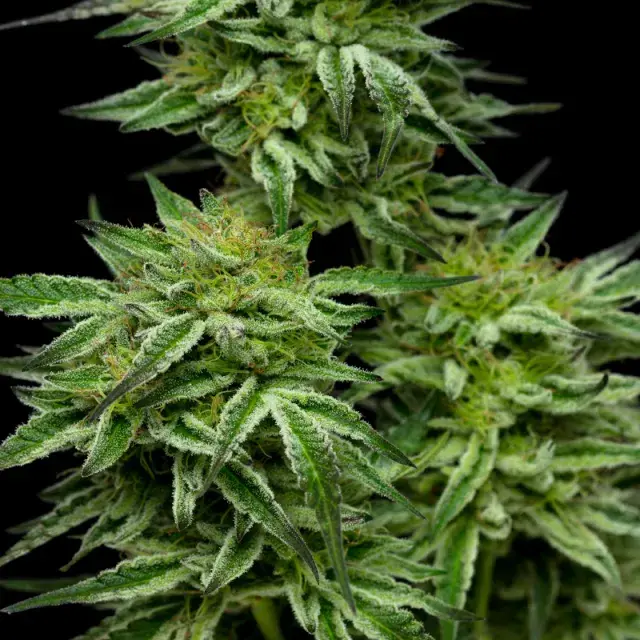 Mountaintop Mint Feminised Cannabis Seeds - Humboldt Seed Company
