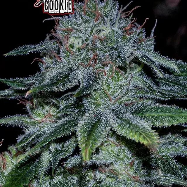 Mystic Cookie Feminised Cannabis Seeds | Positronics