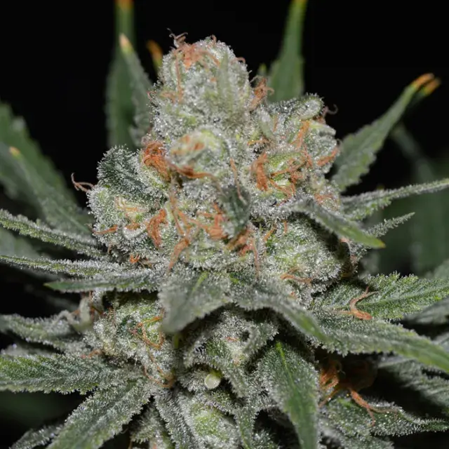 Nevil Bilbo Auto Feminised Cannabis Seeds
