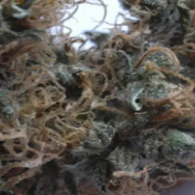 NHS (National Health Service) Mango Regular Cannabis Seeds | Mr Nice Seed
