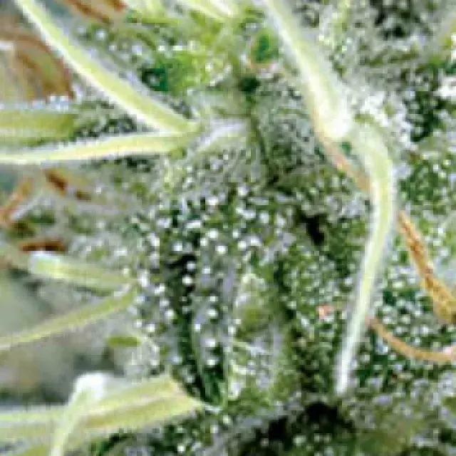 NL5 x Haze Regular Cannabis Seeds | Mr Nice Seeds