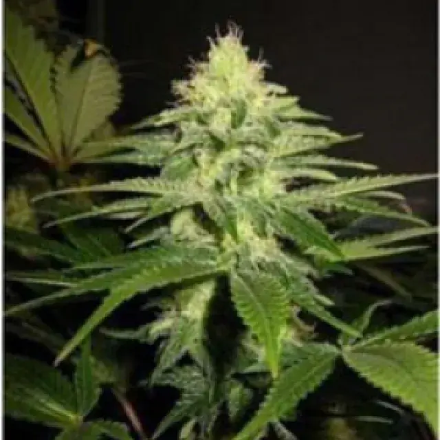 NL5 x Skunk Regular Cannabis Seeds | Mr Nice Seeds