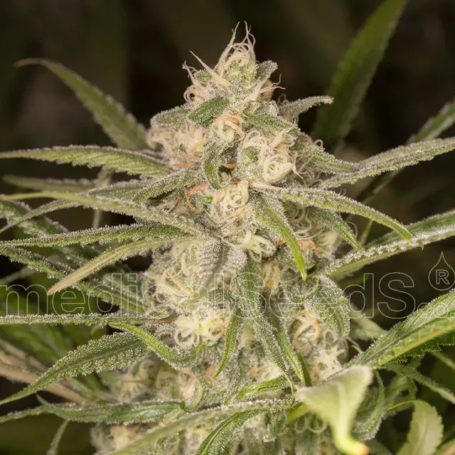 No Name Auto Feminised Cannabis Seeds | Medical Seeds