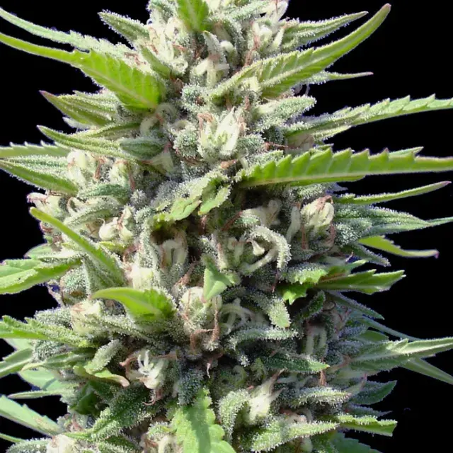 Northern Lights Auto Feminised Cannabis Seeds