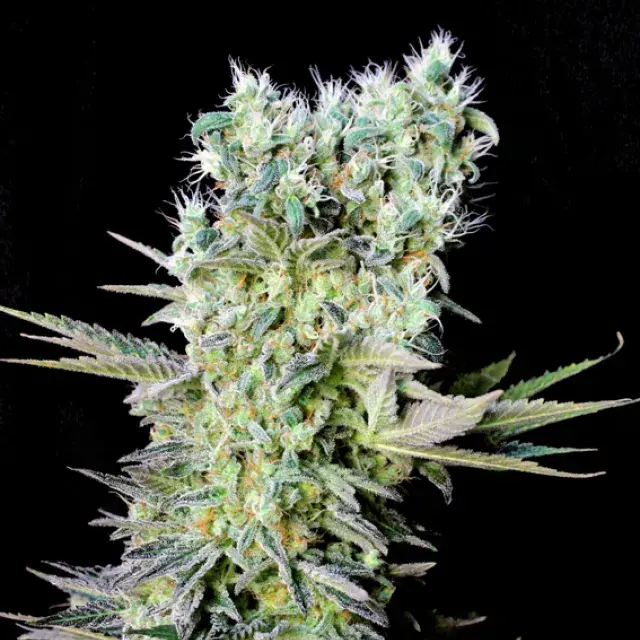 Northern Lights X Feminised Cannabis Seeds