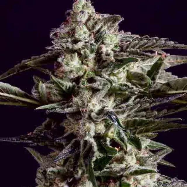NEW YORK CITY DIESEL x SCBDX Feminised Cannnabis Seeds