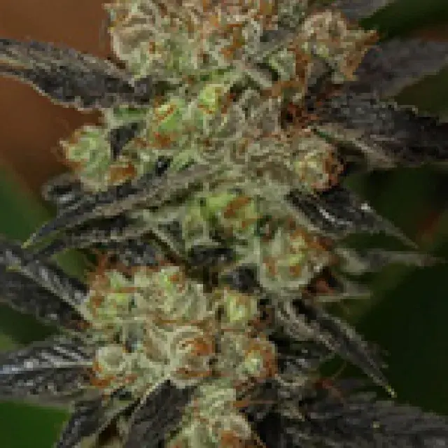 NY Purple Diesel Feminised Cannabis Seeds | Next Generation Seeds