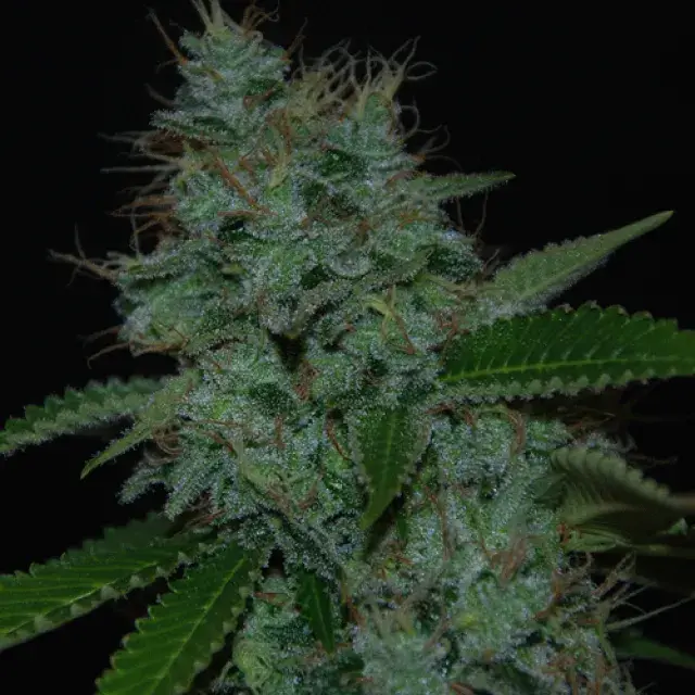 Narcotherapy Auto Feminised Cannabis Seeds | Cream Of The Crop