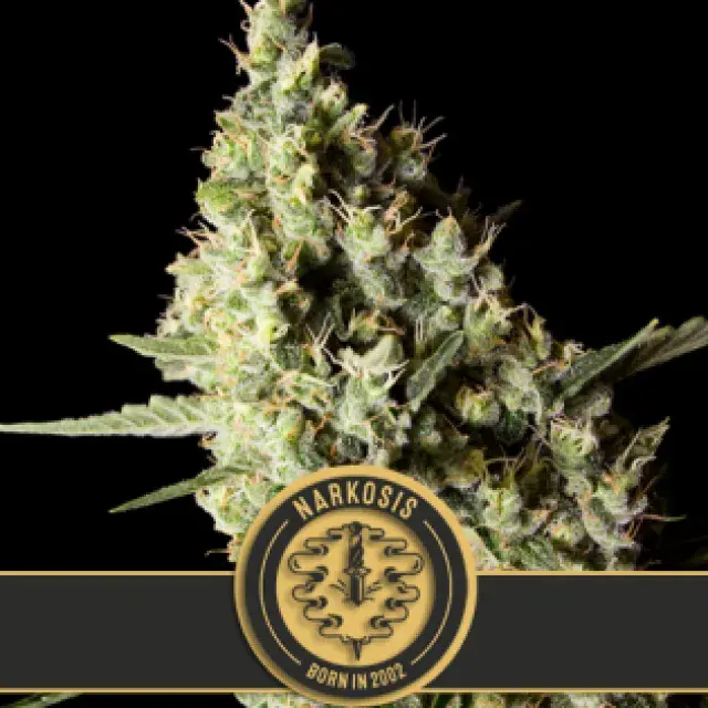 Narkosis Feminised Cannabis Seeds | Blim Burn Seeds 
